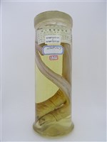 藏品(海鰻)的圖片